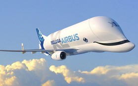 Máy bay đầu to như con cá voi của Airbus có đầy đủ mắt mũi miệng, tên cũng có nghĩa là cá voi luôn!
