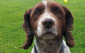 Anh: Chú chó nhỏ trở về với gia đình sau 5 năm bị bắt cóc dù ở cách xa nhà 200 km