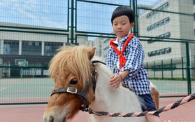 Để tạo hứng thú học môn Sinh, 1 trường tiểu học ở Trung Quốc đã nhập hẳn 2 con ngựa từ Anh về nuôi