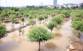 Hà Nội: Nước sông Hồng dâng cao, nông dân trồng đào lo ngay ngáy vì hàng nghìn gốc đào bị ngập úng