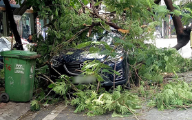 Hà Nội: Ô tô đang đỗ yên lành ven đường thì bị nguyên cây phượng lớn đổ trúng