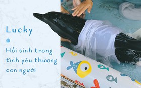 Ba ngày kỳ diệu của Lucky - Em bé cá heo bị thương trôi dạt vào bờ biển và "hồi sinh" nhờ những người tử tế