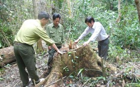 Lâm tặc vội trốn chạy, để quên cả... hộ khẩu