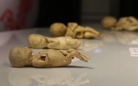 Ban tổ chức triển lãm xác người thật ở Sài Gòn: “Phôi thai, thai nhi là mẫu hiến tặng được bố mẹ đồng ý”