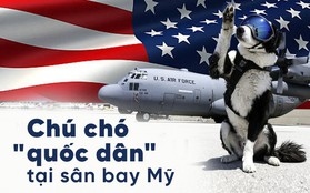 Chú chó "quốc dân" tại sân bay Michigan ở Mỹ