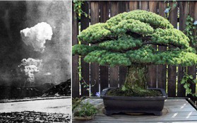 Câu chuyện của cây bonsai Nhật Bản 400 tuổi vẫn sống sót sau khi bom nguyên tử thả xuống Hiroshima