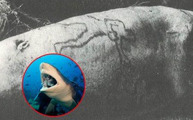 Úc: Cá mập ở thủy cung nôn ra cánh tay người hé lộ vụ án mạng nổi tiếng hơn 8 thập kỷ cảnh sát phải bó tay
