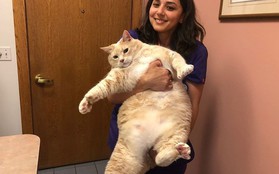 Ảnh: Hành trình giảm cân gian nan của chú mèo bị béo phì