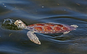 Tìm ra nguyên nhân khiến gần 300 con rùa biển chết hàng loạt tại bờ biển Florida