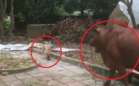 Clip vui: Chú chó nhỏ được sen giao nhiệm vụ dắt bò đi ăn trưa mỗi ngày