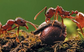 Nếu có ai bảo bạn lười, hãy kể cho họ nghe câu chuyện của loài kiến lửa