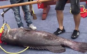 Trung Quốc: Xẻ thịt "Vua cá lạ" giá gần 1 tỉ để lấy hên