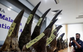 Hải quan Malaysia thu giữ lượng sừng tê giác lớn nhất từ trước tới nay
