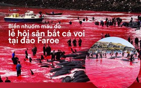 Kỳ dị: Nước biển "hóa" màu đỏ do máu cá voi tại vùng đảo Faroe