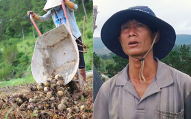 Nỗi đau vì nông sản Trung Quốc nhái hàng Đà Lạt: "3 tháng trồng khoai không bán được đồng nào, chỉ biết khóc..."