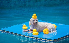 Dân mạng hưởng ứng nhiệt liệt "National Dog Day" - Ngày các chú cún cưng được tôn vinh