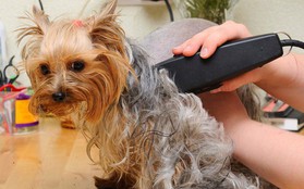Mùa hè có nóng thế nào cũng không nên cạo sạch lông cho "boss chó" nhà bạn và đây là lý do