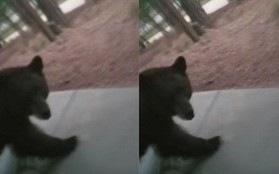 Mỹ: Suýt bị gấu vồ vì tưởng đó là chó