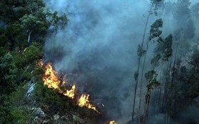 Hơn 700 nhân viên cứu hỏa đối phó với cháy rừng ở Bồ Đào Nha