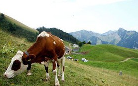 Thụy Sĩ điều trực thăng quân sự chuyển nước cho bò uống