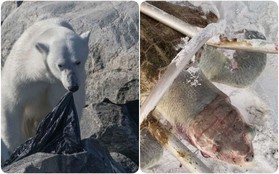 Trong vòng 1 tuần: Gấu trắng ăn nylon, rùa biển cực hiếm chết kẹt trong ghế sắt và những bức hình gây ám ảnh từ rác thải của con người