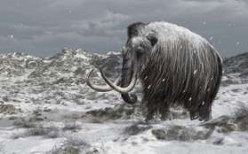 Mở phòng thí nghiệm theo phong cách "Công viên Kỷ Jura", giới khoa học Nga kỳ vọng hồi sinh voi ma mút