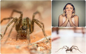 Đọc ngay để tránh: Khoa học mới xác định được thời điểm nhện dễ xuất hiện nhất trong nhà