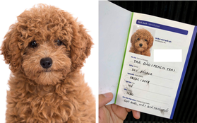 Làm giấy khai sinh cho chó: hóa ra chuyện không "lạ" như bạn tưởng