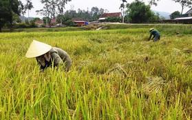 Nghi xuất hiện bảo kê gặt lúa, người dân lại khốn đốn