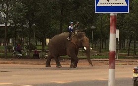 Đắk Lắk:  Xuất hiện ông bố đưa con đi học bằng voi