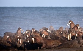 Mỗi năm lại có hàng chục nghìn con hải mã mắc kẹt trên bãi biển Alaska - lý do là gì?