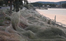Bờ biển Hy Lạp bị mạng nhện khổng lồ bao phủ, dân mạng bấn loạn đòi đốt sạch trước khi lũ nhện sinh sôi nảy nở