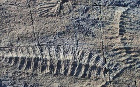 Phát hiện hóa thạch loài thú răng chạm có niên đại 16.000 năm tại Uruguay