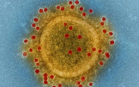 Virus "tử thần" MERS-CoV xuất hiện trở lại tại Hàn Quốc