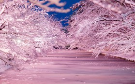 Người dân Nhật ngỡ ngàng chiêm ngưỡng những bông "hoa anh đào" băng tuyết trong thời tiết lạnh giá kéo dài