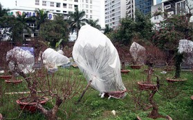 Hà Nội: Người dân lắp điều hòa, bật quạt sưởi, bọc nilon chống rét cho đào Tết