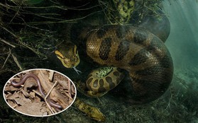 Rắn khổng lồ thì quá quen rồi nhưng loài rắn bé nhất Trái đất thì bạn biết chưa?