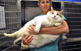 Mèo ú không hạnh phúc: Tại sao có quá nhiều thú cưng bị thừa cân?
