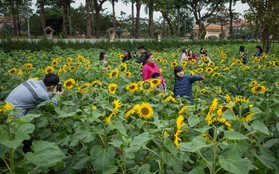 Chùm ảnh: Người dân Hà Nội kéo nhau đến vườn hoa hướng dương ở Hoàng thành Thăng Long chụp ảnh