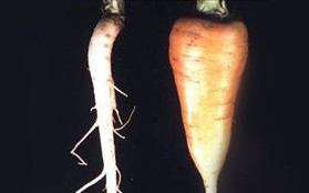 Ăn cà rốt suốt nhưng bạn không thể ngờ tổ tiên của cà rốt có hình dạng như thế này đâu!