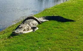 Cận cảnh cá sấu và trăn "quấn quýt" trên sân golf