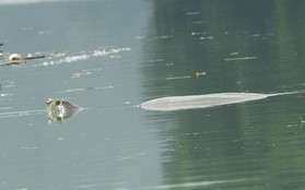 Có nhiều hơn một rùa Hoàn Kiếm ở hồ Đồng Mô?