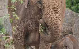 Loài voi đang tiến hóa không mọc ngà sau nhiều năm bị tàn sát