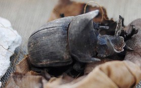 Cận cảnh xác ướp bọ hung và mèo bên trong ngôi mộ Ai Cập 4.500 năm tuổi