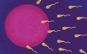 Vụ việc tại Trung Quốc còn chưa lắng xuống, đã có nhà khoa học Harvard tuyên bố sẽ chỉnh sửa gen tinh trùng người tại Mỹ