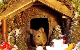 Ngôi nhà cổ tích lung linh mùa Giáng sinh của gia đình nhà chuột
