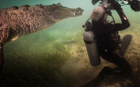 Trải nghiệm để đời của nhiếp ảnh gia khi bị cá sấu tiếp cận mà không hề hay biết