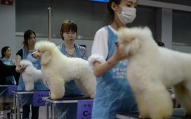 Hàn Quốc thay đổi mạnh thái độ với nghề thịt chó và thói quen ăn chó