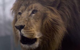 Mỹ: Sư tử sổng chuồng, giết chết thực tập sinh