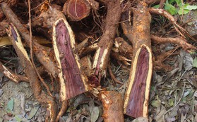 Chặt cây sưa trăm tỷ ở Hà Nội: "Chẻ đôi khúc rễ, dân làng mất ngay chục tấn thóc"